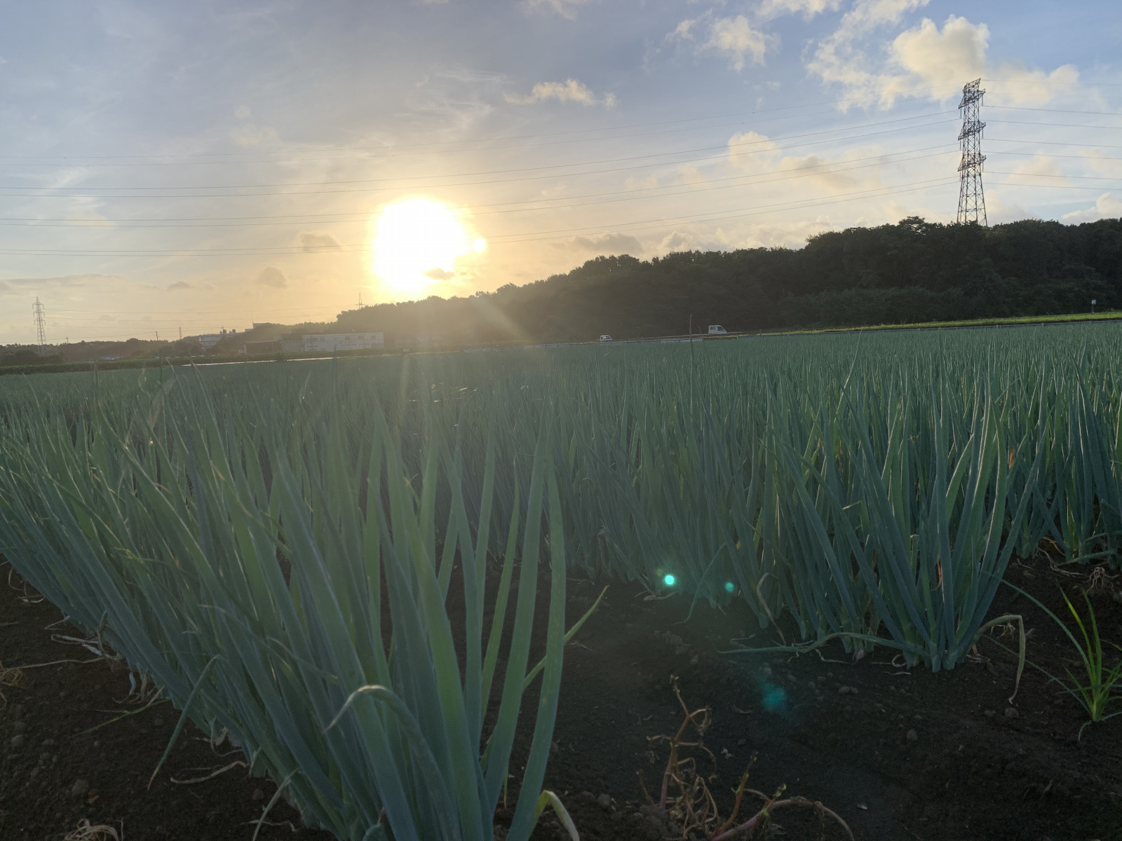 夕日に照らされるプラウドの長ねぎ畑